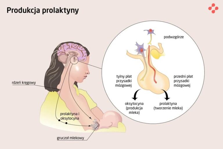 Prolaktyna i jej normy – klucz do sukcesu podczas karmienia piersią